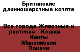 Британские длинношерстные котята - Все города Животные и растения » Кошки   . Ханты-Мансийский,Покачи г.